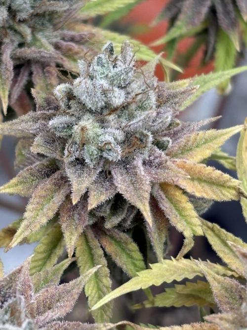 Black Lemon Exotic Seeds. Week 15