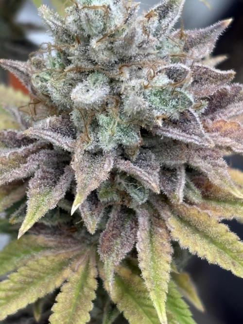 Black Lemon Exotic Seeds. Week 15
