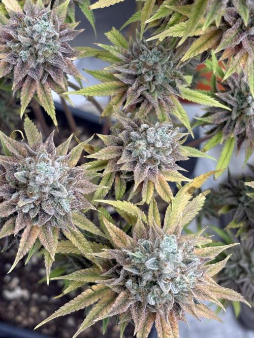 Black Lemon Exotic Seeds. Week 15