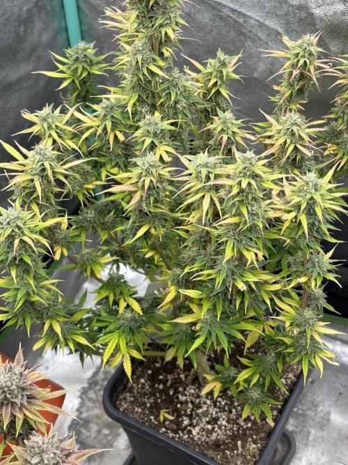IZI Auto Glue xxL. Week 9