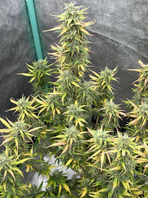 IZI Auto Glue xxL. Week 9
