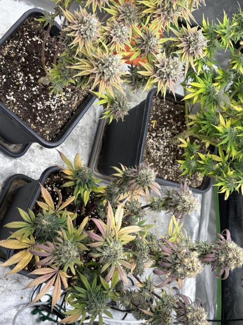 IZI Auto Glue xxL. Week 9