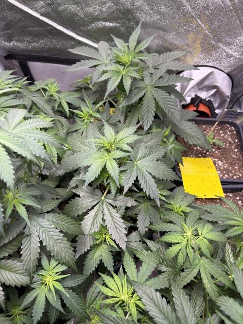 Gelato 🍭Auto #1. Week 4