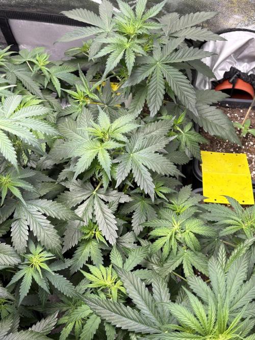 Gelato 🍭Auto #1. Week 4