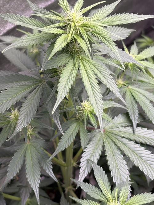 Gelato 🍭Auto #1. Week 4