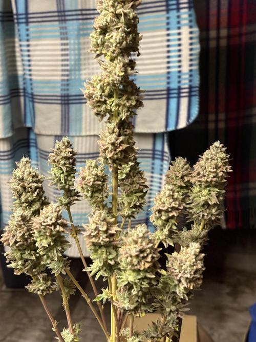 Black Lemon Exotic Seeds. Week 16