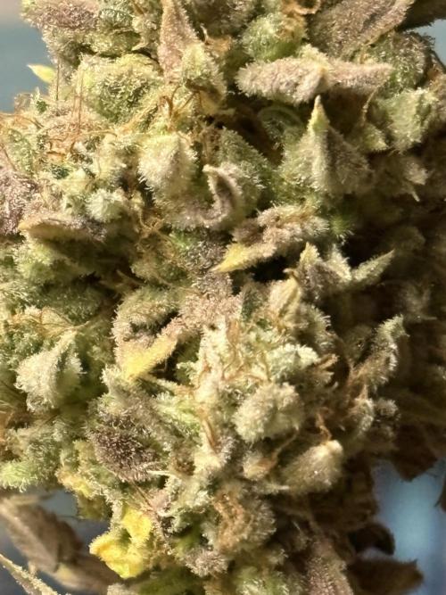 Black Lemon Exotic Seeds. Week 16