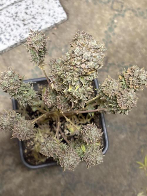 Black Lemon Exotic Seeds. Week 16