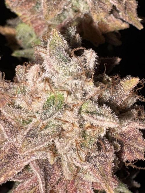 Black Lemon Exotic Seeds. Week 16