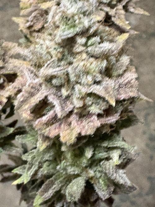 Black Lemon Exotic Seeds. Week 16