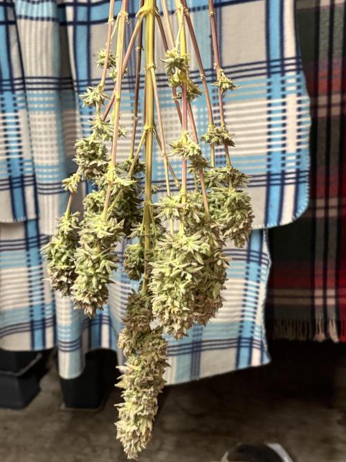 Black Lemon Exotic Seeds. Week 16