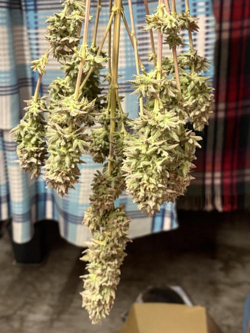 Black Lemon Exotic Seeds. Week 16
