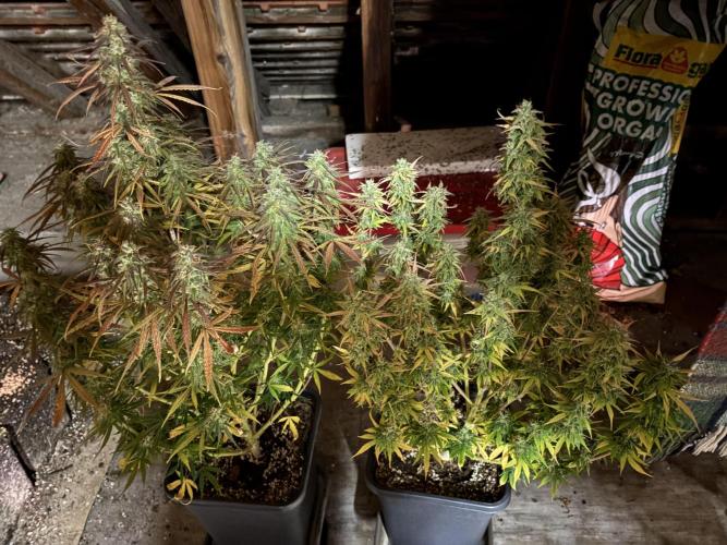 IZI Auto Glue xxL. Week 10