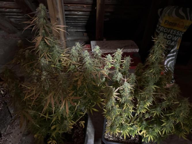 IZI Auto Glue xxL. Week 10