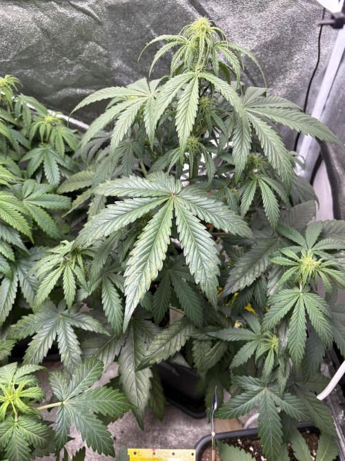 Gelato 🍭Auto #1. Week 5