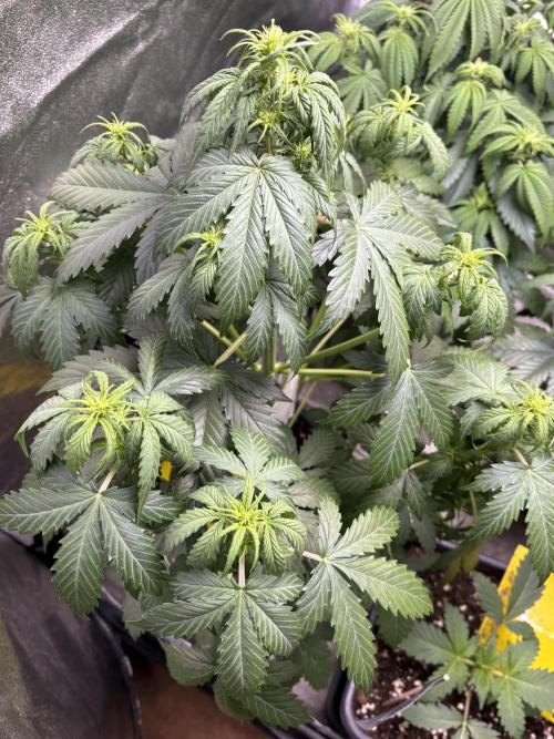 Gelato 🍭Auto #1. Week 5