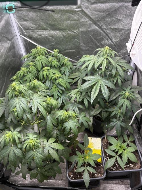 Gelato 🍭Auto #1. Week 5