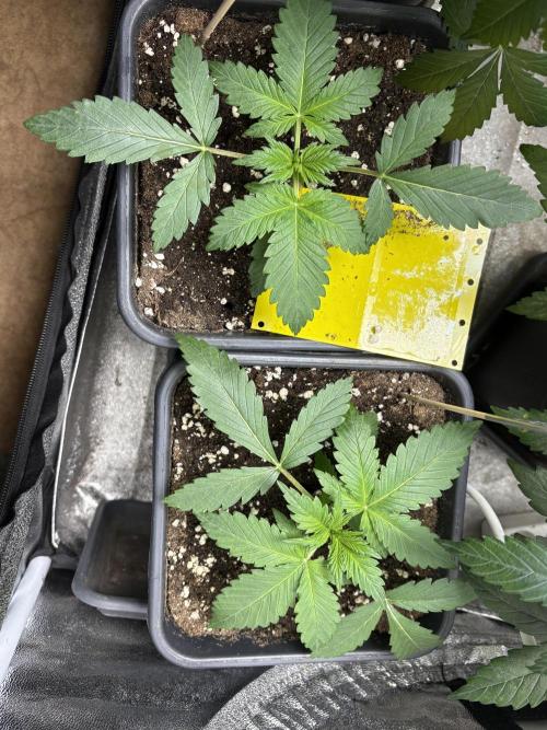 Erdbeere Banane Gelato xl #2. Week 3