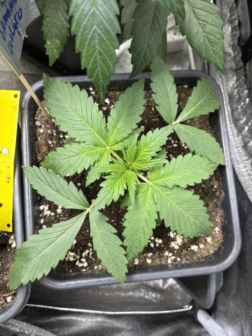 Erdbeere Banane Gelato xl #2. Week 3