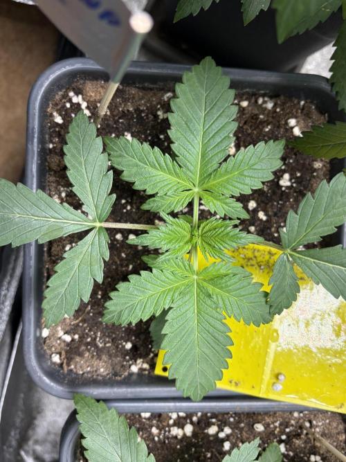 Erdbeere Banane Gelato xl #2. Week 3