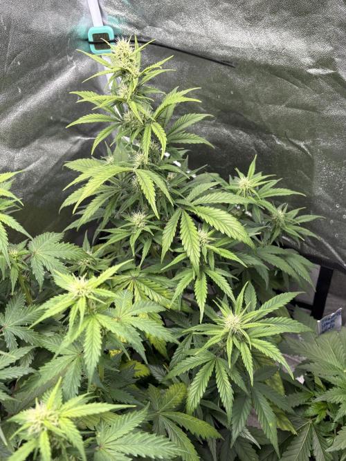 Gelato 🍭Auto #1. Week 6