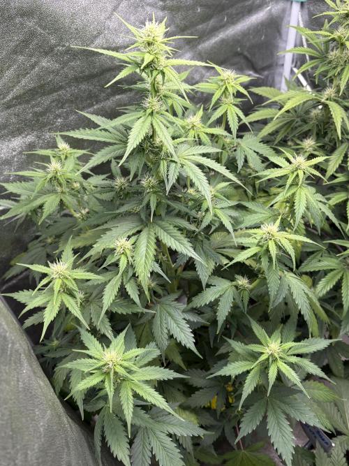 Gelato 🍭Auto #1. Week 6