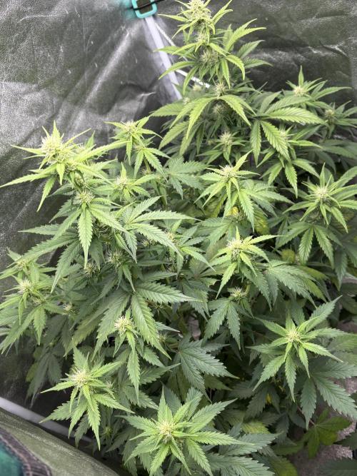 Gelato 🍭Auto #1. Week 6