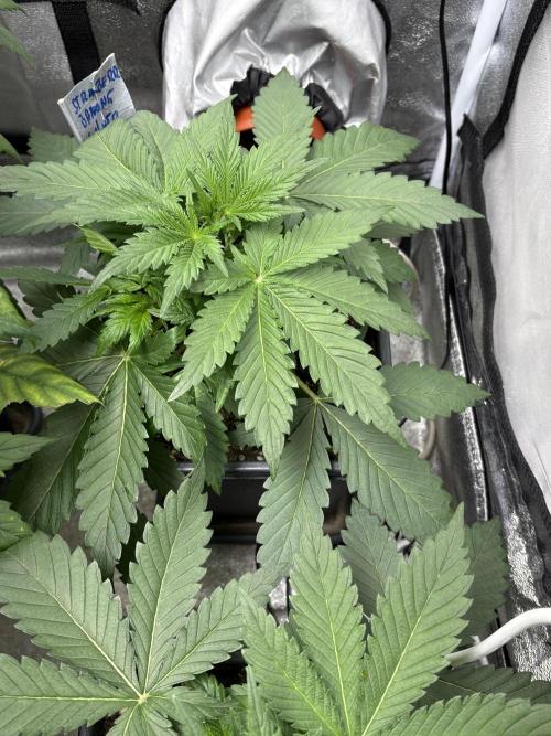 Erdbeere Banane Gelato xl #2. Week 4