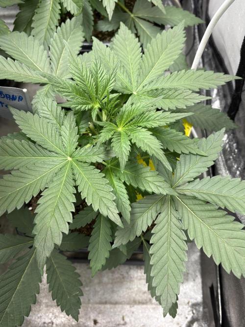 Erdbeere Banane Gelato xl #2. Week 4