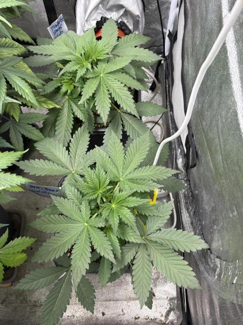 Erdbeere Banane Gelato xl #2. Week 4