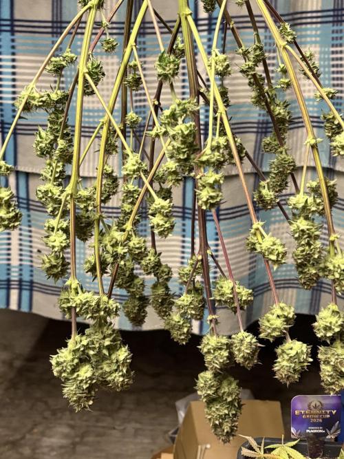 Eternity 2026 Sticky Broccoli. Week 9