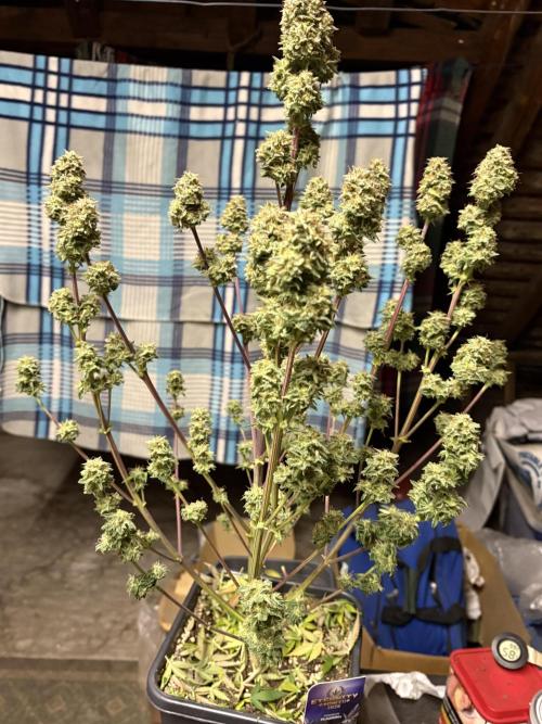 Eternity 2026 Sticky Broccoli. Week 9
