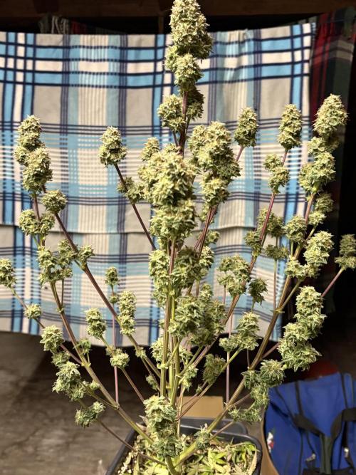 Eternity 2026 Sticky Broccoli. Week 9