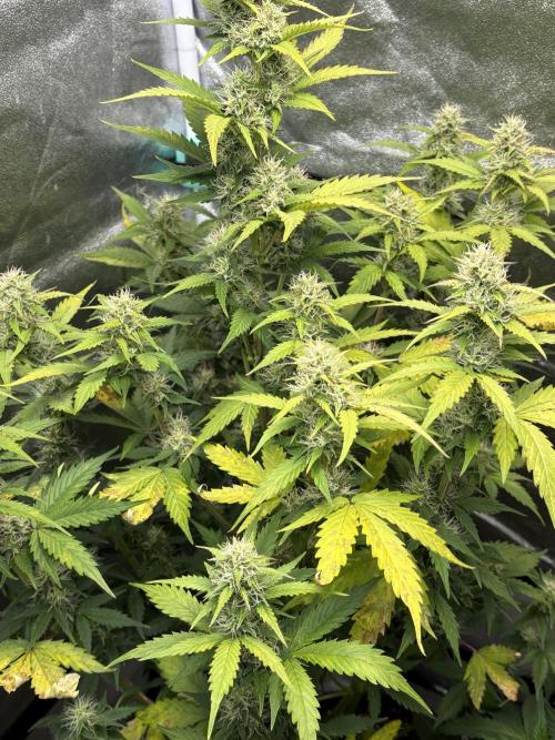 Gelato 🍭Auto #1. Week 8