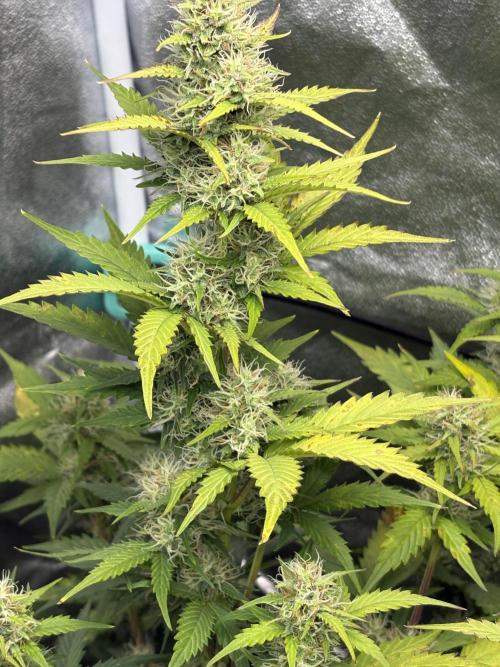 Gelato 🍭Auto #1. Week 8