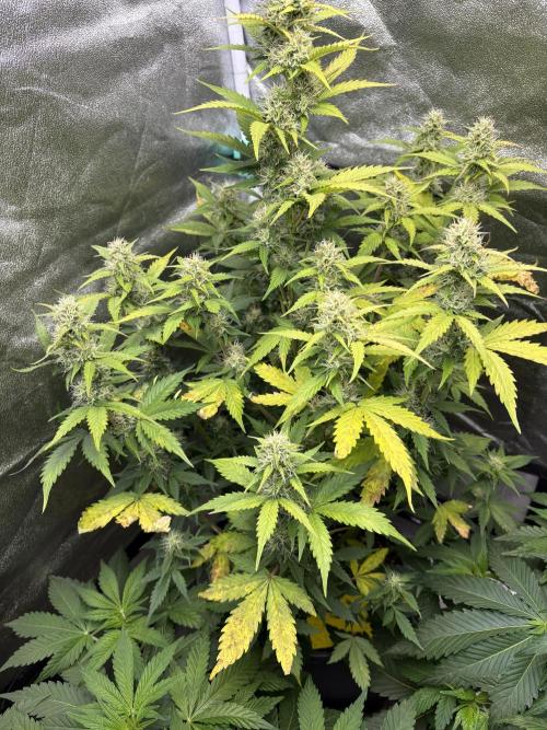 Gelato 🍭Auto #1. Week 8