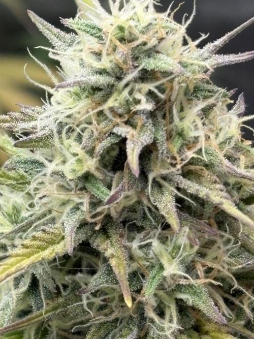 Gelato 🍭Auto #1. Week 8