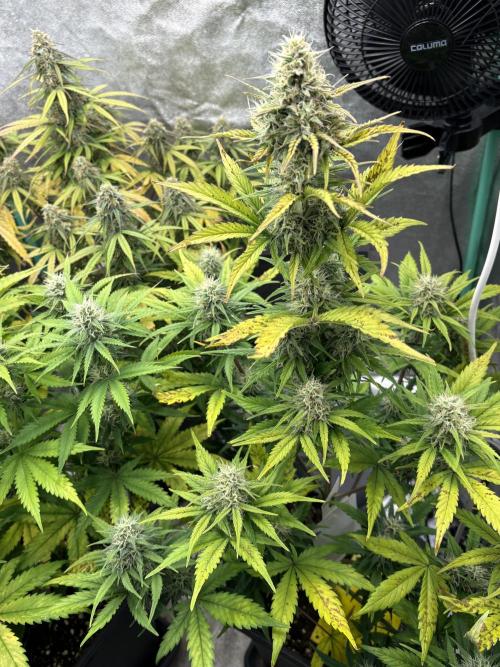 Gelato 🍭Auto #1. Week 8