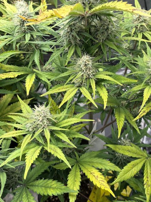 Gelato 🍭Auto #1. Week 8
