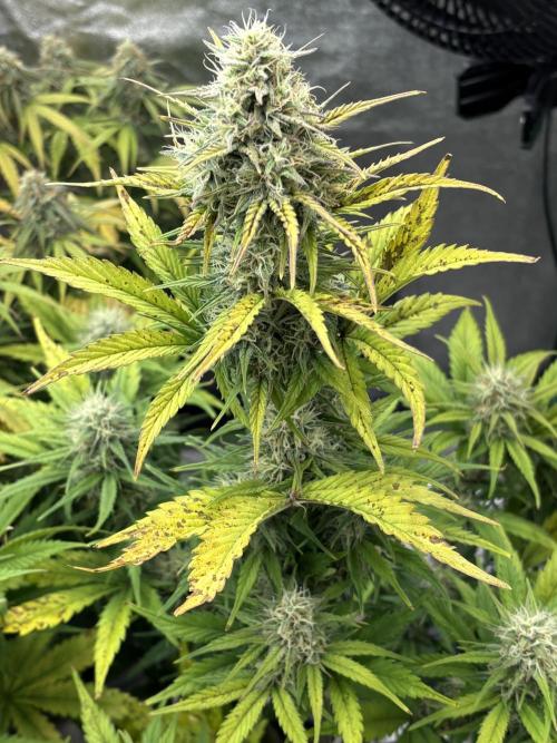 Gelato 🍭Auto #1. Week 8