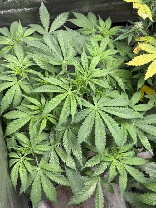 Erdbeere Banane Gelato xl #2. Week 6