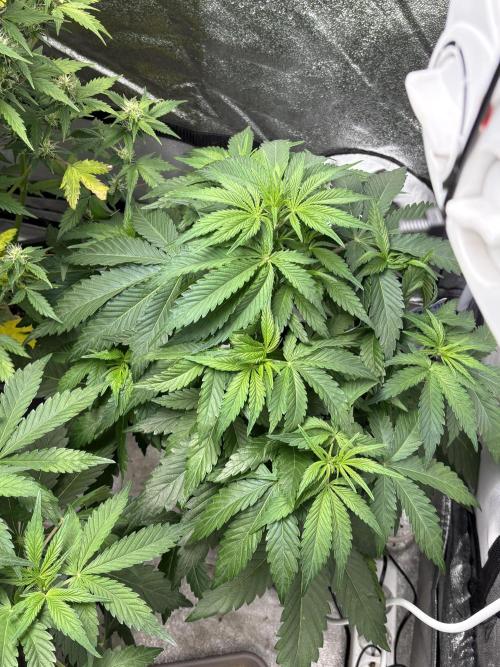 Erdbeere Banane Gelato xl #2. Week 6