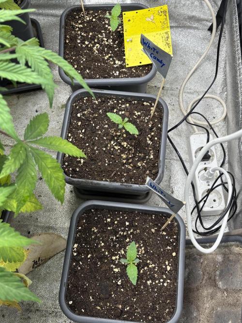 The White Sweet Candy Test Seeds. Week 1