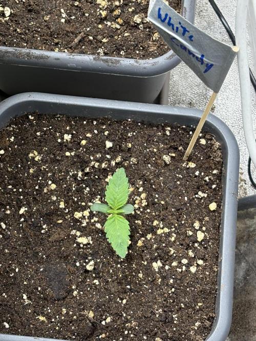 The White Sweet Candy Test Seeds. Week 1