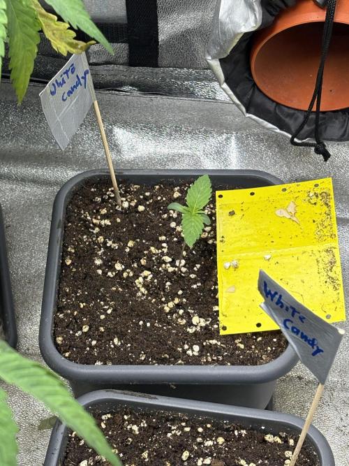 The White Sweet Candy Test Seeds. Week 1