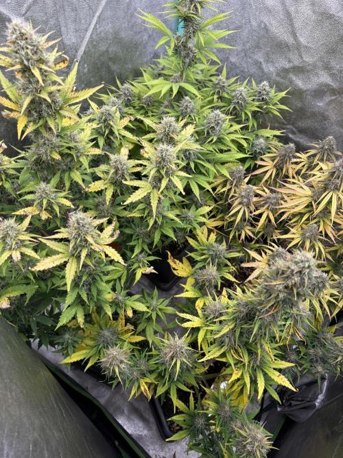 Gelato 🍭Auto #1. Week 9