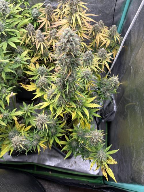 Gelato 🍭Auto #1. Week 9