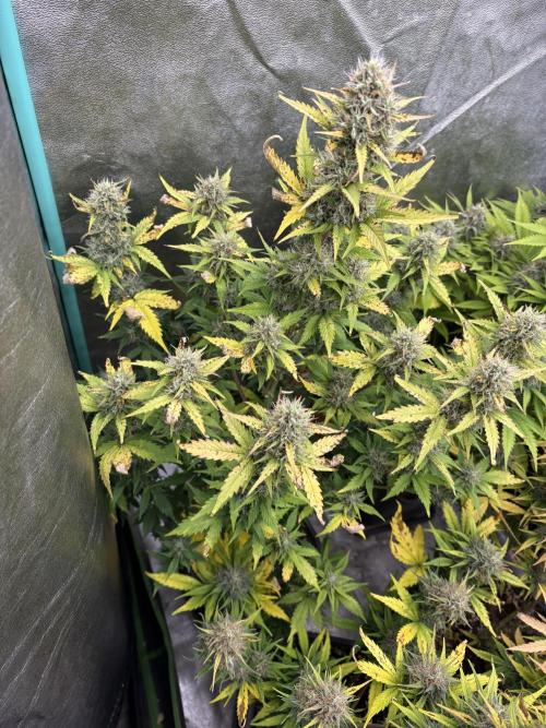 Gelato 🍭Auto #1. Week 9