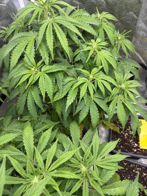 Erdbeere Banane Gelato xl #2. Week 7