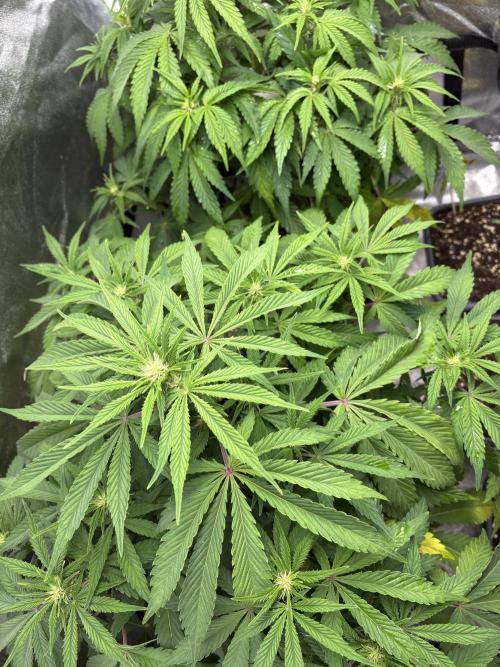 Erdbeere Banane Gelato xl #2. Week 7